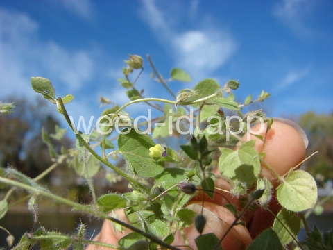 fluvellin, female